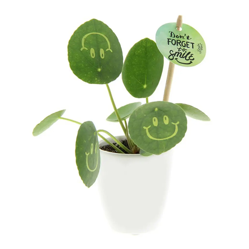 Smylieplant keramieken pot - Afbeelding 2